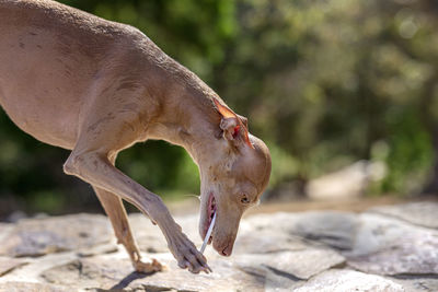 Close-up of dog