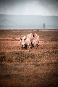 Rhinoceroses on land