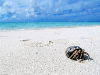 Photo of hermit crab in transit taken in the maldives