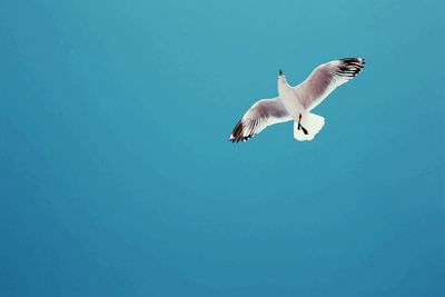 Low angle view of seagull flying against blue sky