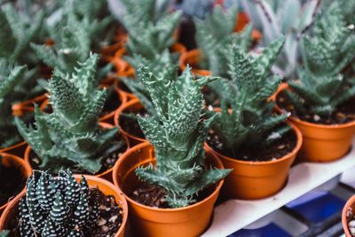 High angle view of succulent plants in pot