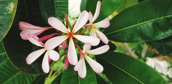 Close-up of frangipani on plant