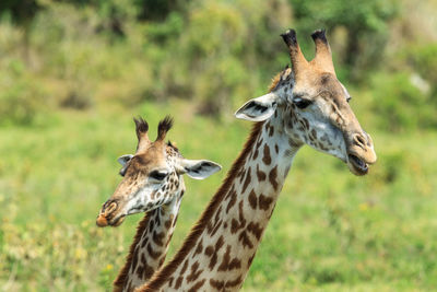 A masai giraffe and its calf