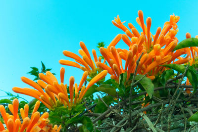 Close-up of orange flowers