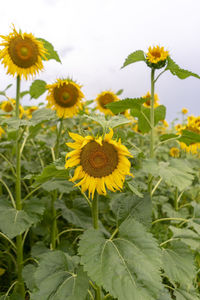 Close-up of sunflower on field