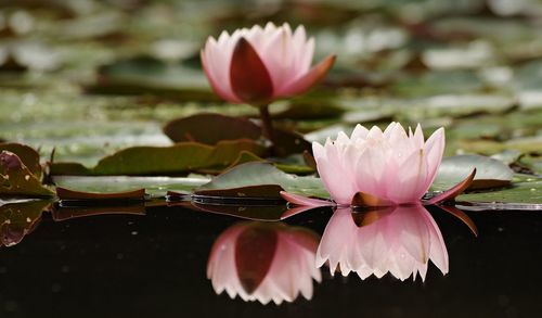 Close-up of lotus water lily in lake