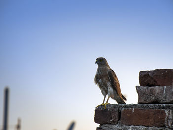 Low angle view of bird perching against clear sky