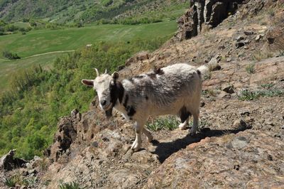 Sheep walking on mountain