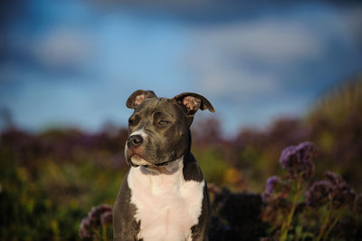 Close-up of hunting dog looking away