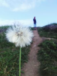 Dandelion growing on field