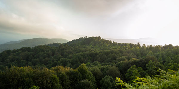 Scenic view of forest against sky