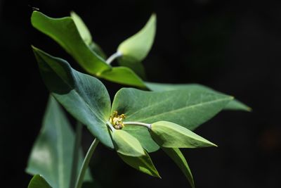 Close-up of insect on plant