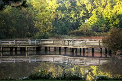 Bridge over river in forest