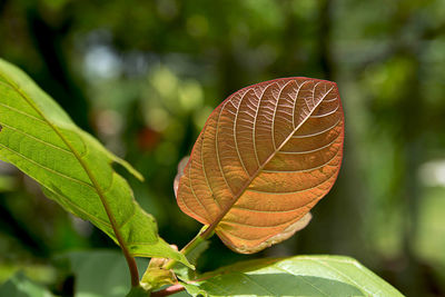 Close-up of autumnal leaf against blurred background