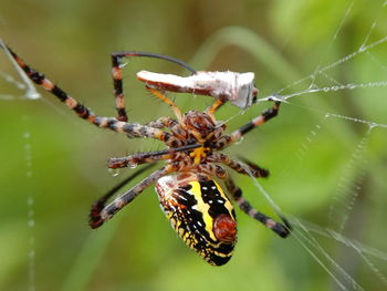 Close-up of spider on web