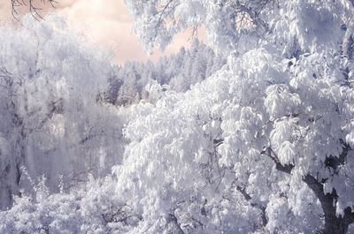 Frozen trees during winter