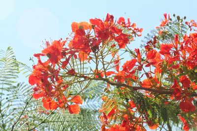 Low angle view of red flowering plant against sky