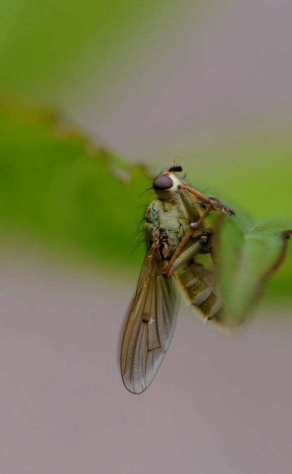 insect, one animal, animal themes, animals in the wild, wildlife, close-up, focus on foreground, flower, animal wing, selective focus, full length, nature, fly, fragility, arthropod, animal antenna, zoology, dragonfly, pollination, butterfly