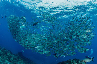 School of bigeye trevally, underwater photography