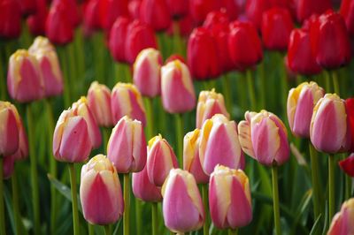 Full frame shot of pink tulips on field