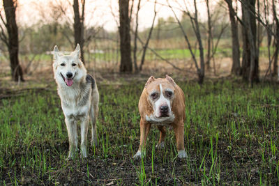 Portrait of dog on field