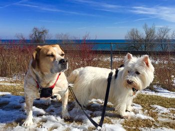 Dogs on snow covered field against sky