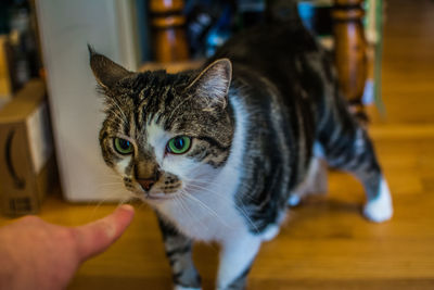 Close-up portrait of kitten on hand