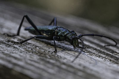 Close-up of insect