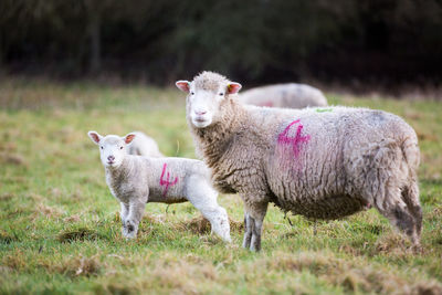 Sheep on field