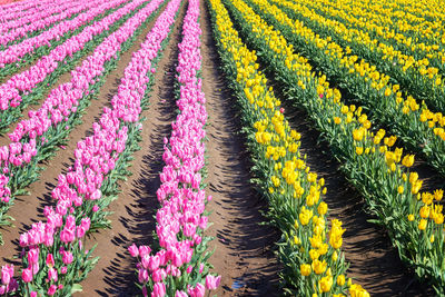 Tulips blooming on field during sunny day