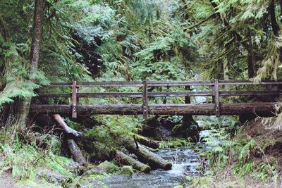 Wooden bridge amidst trees in forest