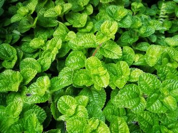 Full frame shot of green leaves