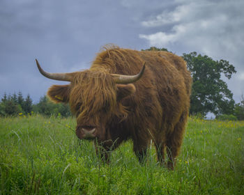 Highland cattle standing on grassy field against cloudy sky