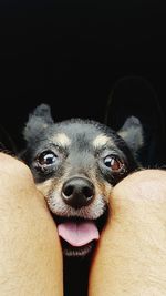 Close-up portrait of dog