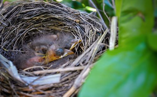Close-up of bird in nest