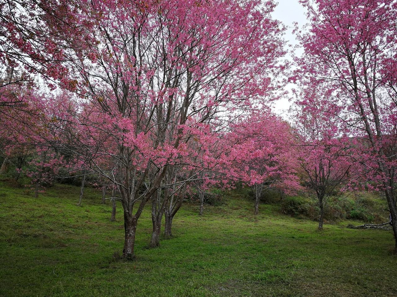 tree, plant, beauty in nature, growth, flower, nature, land, springtime, blossom, scenics - nature, tranquility, flowering plant, pink color, tranquil scene, grass, landscape, freshness, no people, day, branch, outdoors, cherry blossom, cherry tree, spring