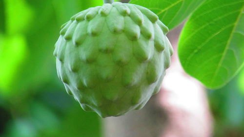 Close-up of green leaves