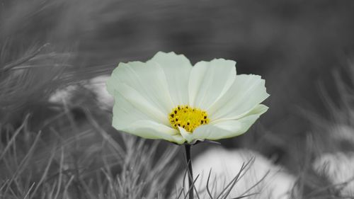 Close-up of yellow flower blooming outdoors