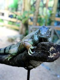 Close-up of a lizard on branch