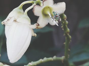 Close-up of flower against blurred background