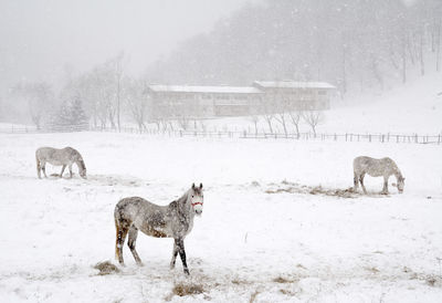 Side view of horses on field during snowfall