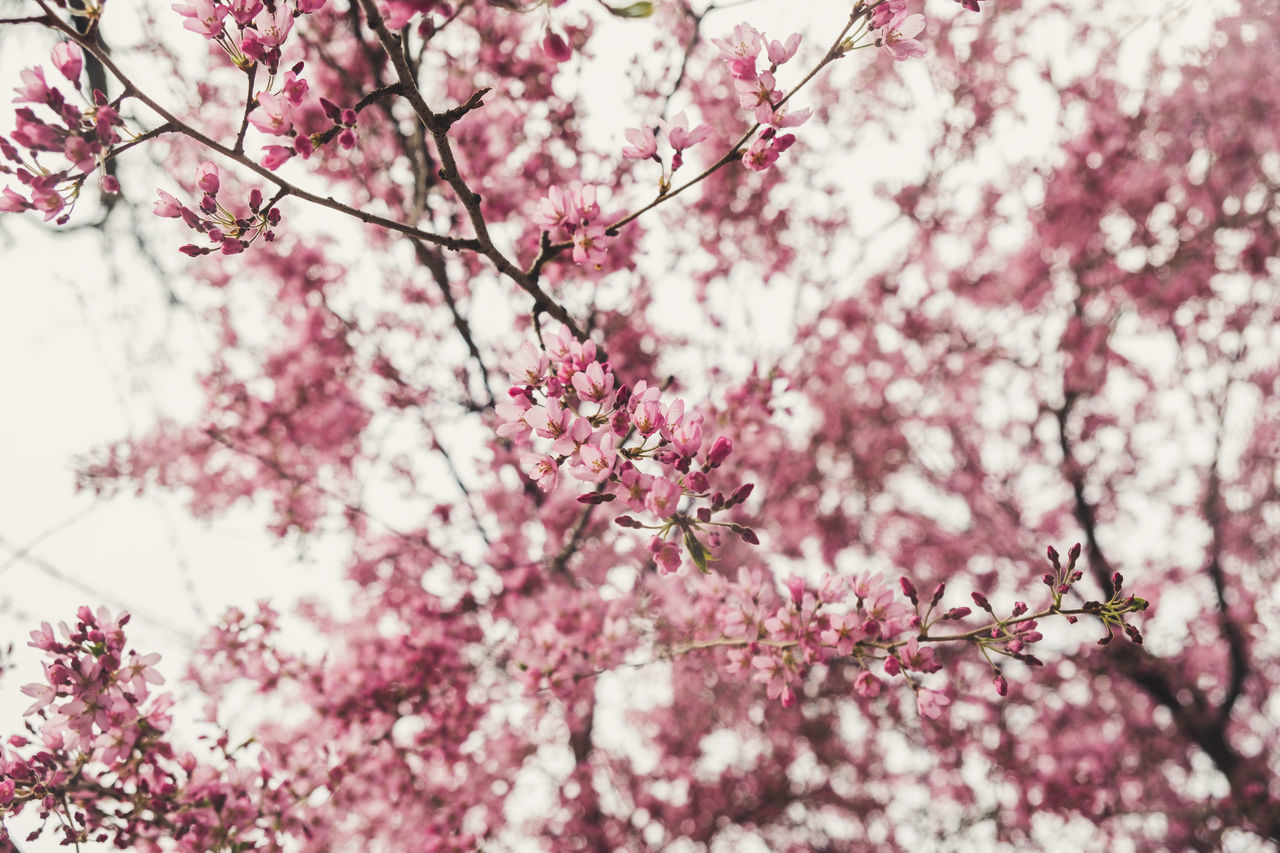 pink color, plant, tree, flowering plant, flower, branch, growth, freshness, blossom, fragility, beauty in nature, vulnerability, springtime, nature, cherry blossom, low angle view, day, no people, cherry tree, close-up, outdoors, spring, flower head, plum blossom, bunch of flowers