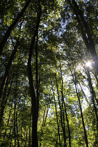 Low angle view of trees in forest against sky