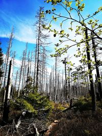 Low angle view of bamboo trees in forest against sky