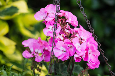 Close-up of pink flowering plant