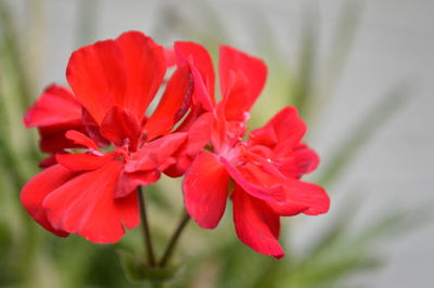 Close-up of red flower