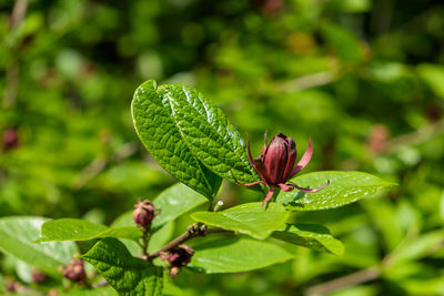 Close-up of plant