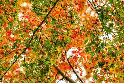 Low angle view of orange maple tree