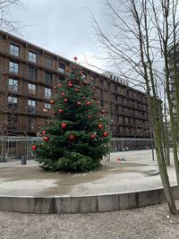 Christmas tree by building in city
