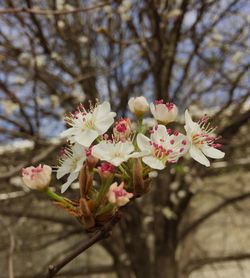 Close-up of pink flowers blooming on tree